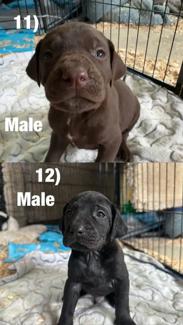 Chiots Labrador X Braque allemand à vendre 700$ - Photo 9