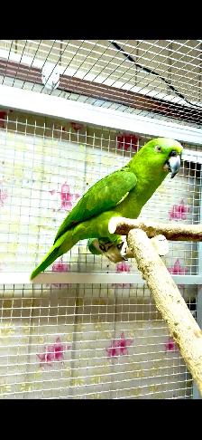 Female Yellow Nape Amazon