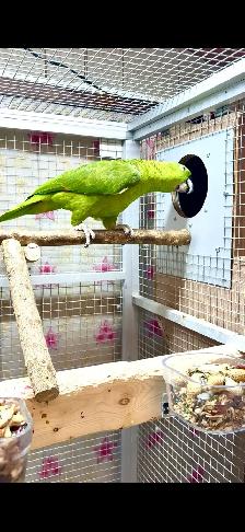 Female Yellow Nape Amazon - Photo 2