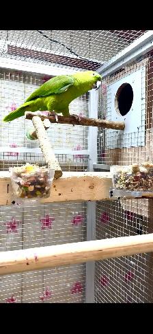 Female Yellow Nape Amazon - Photo 3