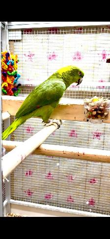 Female Yellow Nape Amazon - Photo 4