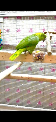 Female Yellow Nape Amazon - Photo 5