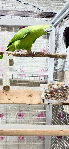 Female Yellow Nape Amazon - Photo 6