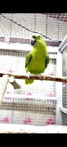 Female Yellow Nape Amazon - Photo 7