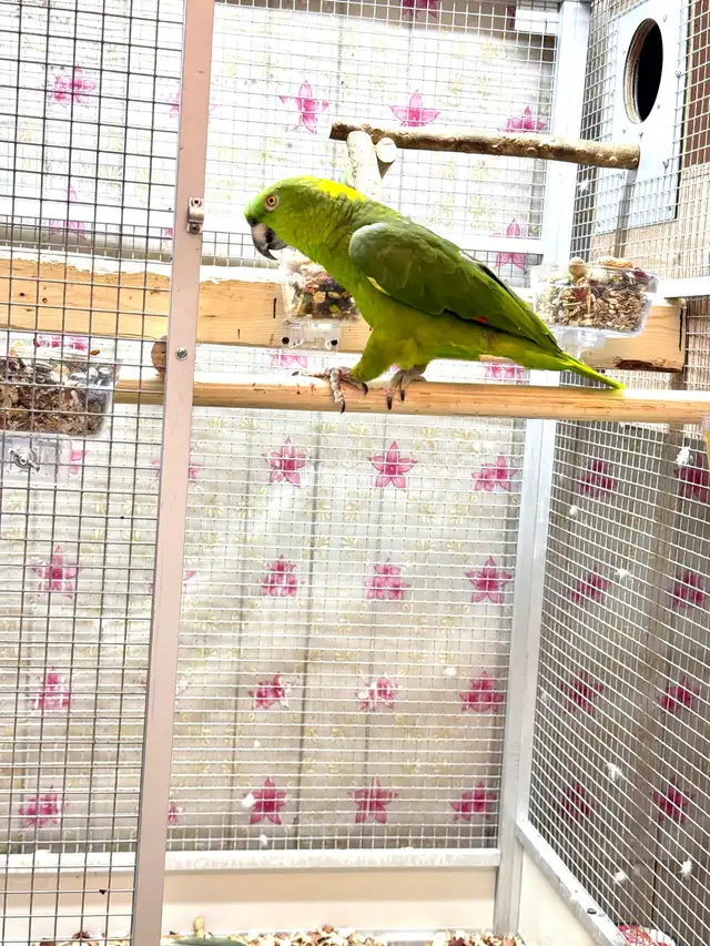 Female Yellow Nape Amazon - Photo 8