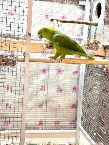 Female Yellow Nape Amazon - Photo 8