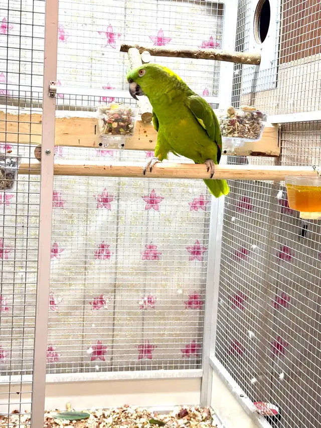 Female Yellow Nape Amazon - Photo 9