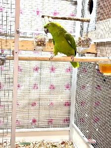 Female Yellow Nape Amazon - Photo 9