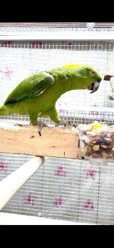 Female Yellow Nape Amazon - Photo 10