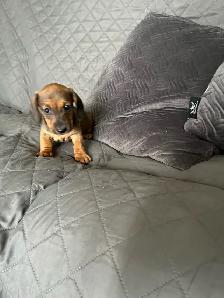 purebred mini dachshund male - Photo 2