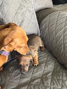 purebred mini dachshund male - Photo 3