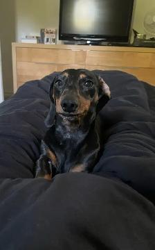 purebred mini dachshund male - Photo 4