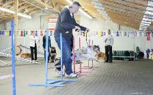 Dog Training Obedience, Agility, Private Lessons and Puppy Class - Photo 5