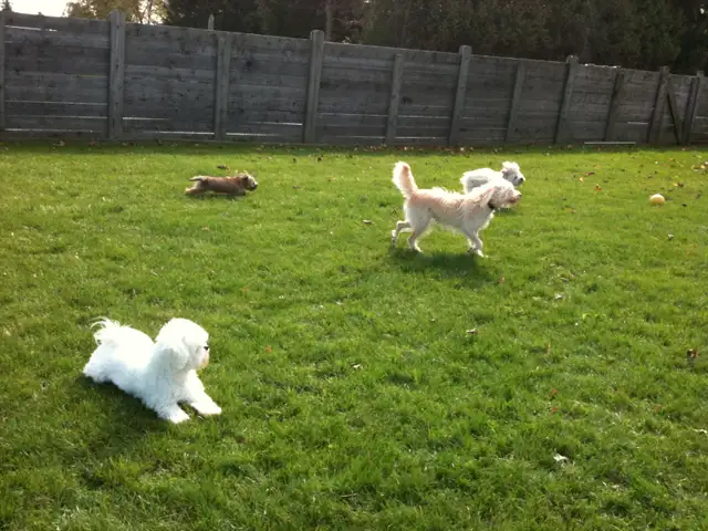 Puppy Socialization Classes