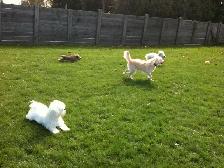 Puppy Socialization Classes