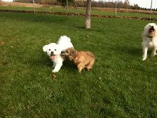 Puppy Socialization Classes - Photo 2