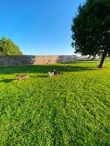 Puppy Socialization Classes - Photo 6