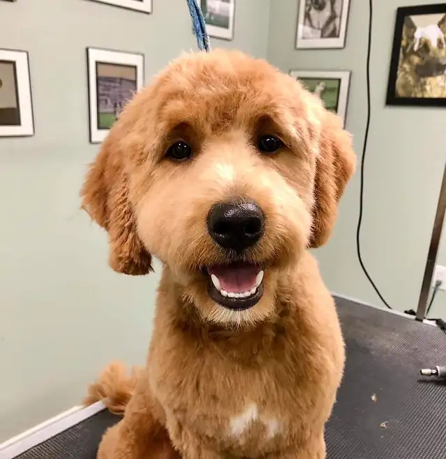 Dog Grooming Services