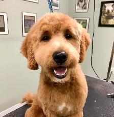 Dog Grooming Services