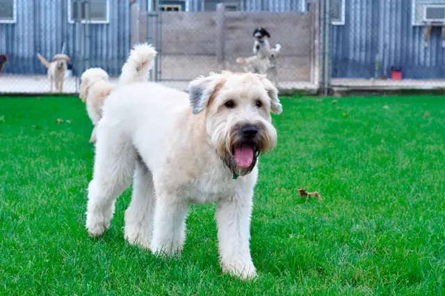 Doggie Daycare at Country Club for Pets - Photo 2