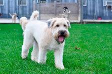 Doggie Daycare at Country Club for Pets - Photo 2