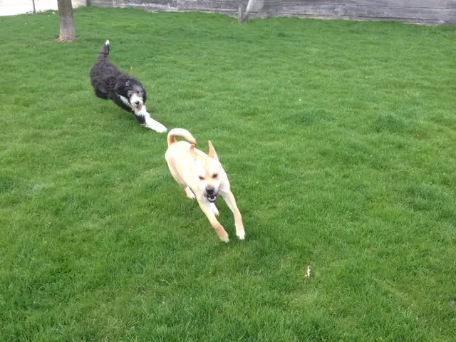 Doggie Daycare at Country Club for Pets - Photo 3