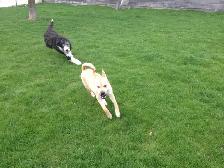 Doggie Daycare at Country Club for Pets - Photo 3