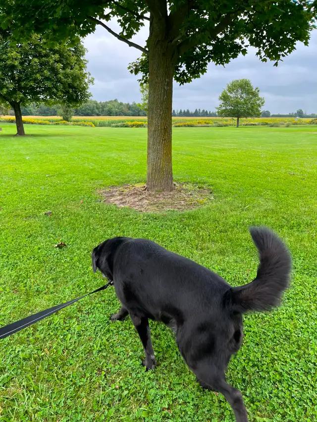 Doggie Daycare at Country Club for Pets - Photo 4