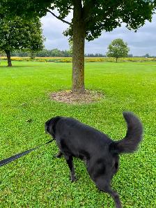 Doggie Daycare at Country Club for Pets - Photo 4