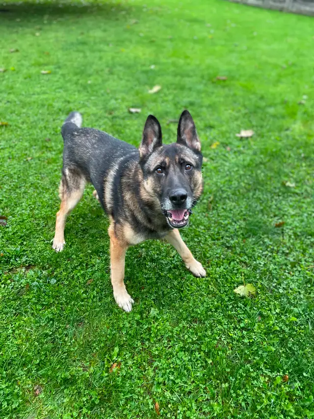 Doggie Daycare at Country Club for Pets - Photo 5