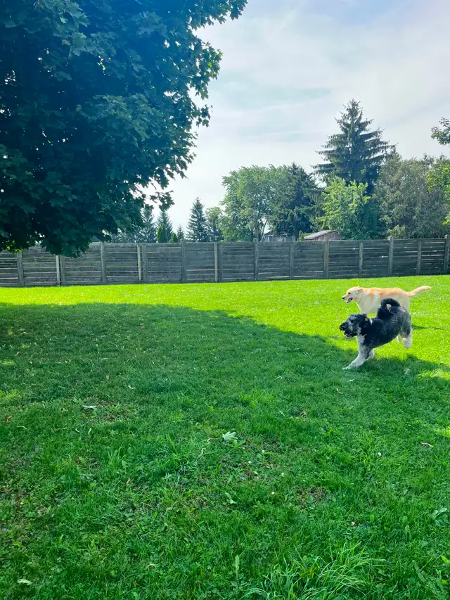 Doggie Daycare at Country Club for Pets - Photo 6
