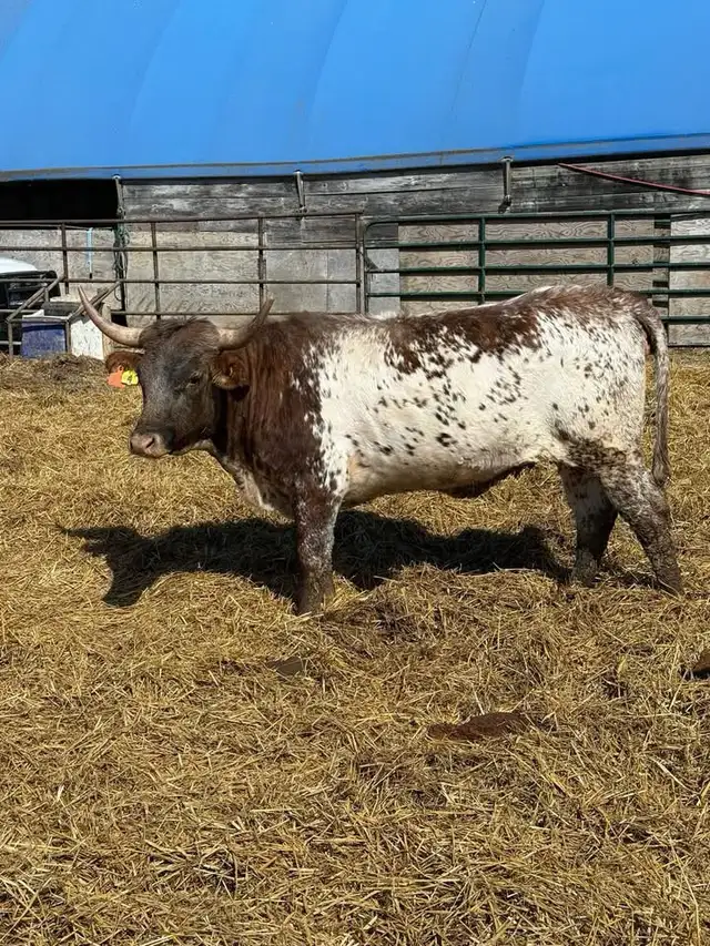 bred long horn cattle