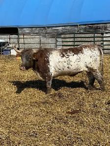 bred long horn cattle