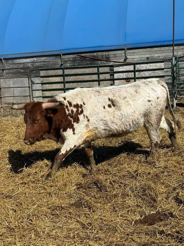 bred long horn cattle - Photo 2