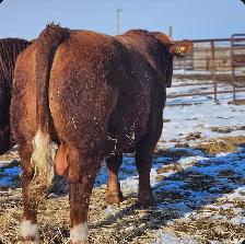 Simmental Bull - Photo 2