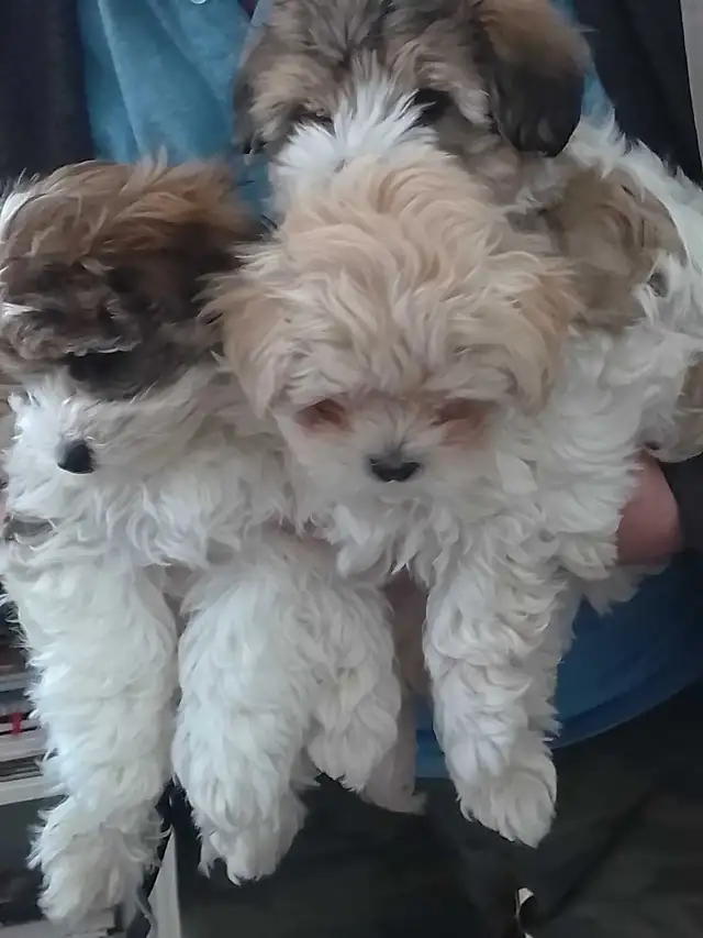 Spectacular Puppies Biewer terrier & Maltese mix
