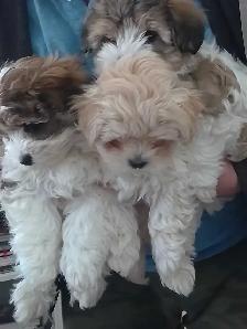 Spectacular Puppies Biewer terrier & Maltese mix