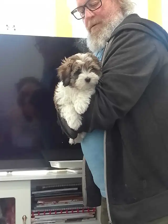 Spectacular Puppies Biewer terrier & Maltese mix - Photo 2