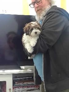 Spectacular Puppies Biewer terrier & Maltese mix - Photo 2