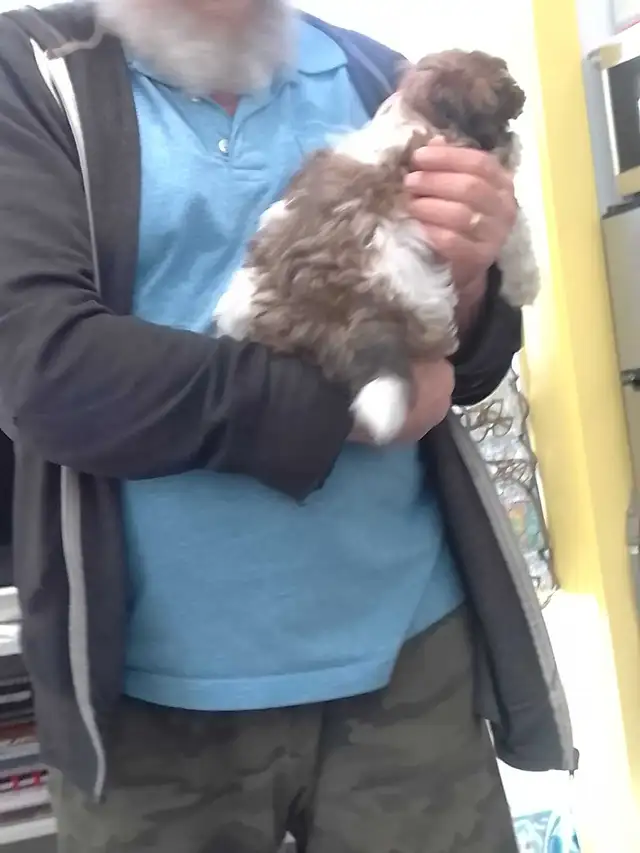 Spectacular Puppies Biewer terrier & Maltese mix - Photo 3