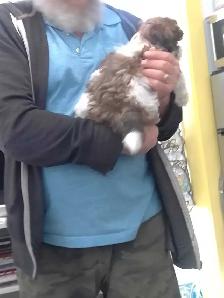 Spectacular Puppies Biewer terrier & Maltese mix - Photo 3