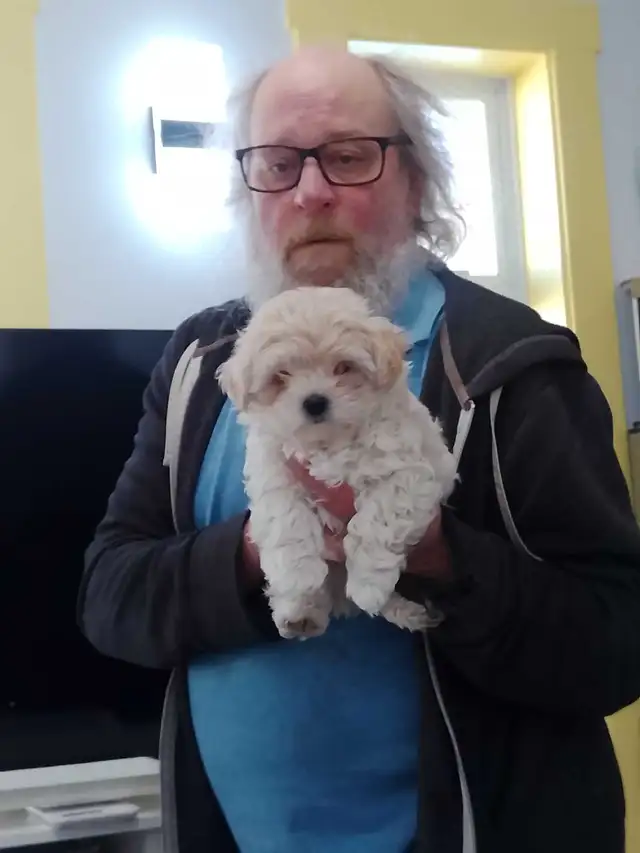 Spectacular Puppies Biewer terrier & Maltese mix - Photo 4