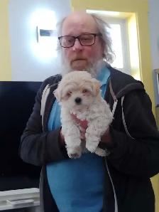 Spectacular Puppies Biewer terrier & Maltese mix - Photo 4