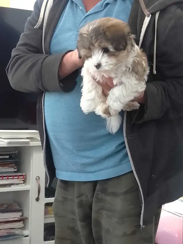 Spectacular Puppies Biewer terrier & Maltese mix - Photo 6