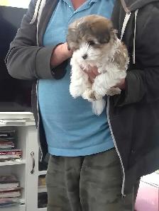 Spectacular Puppies Biewer terrier & Maltese mix - Photo 6