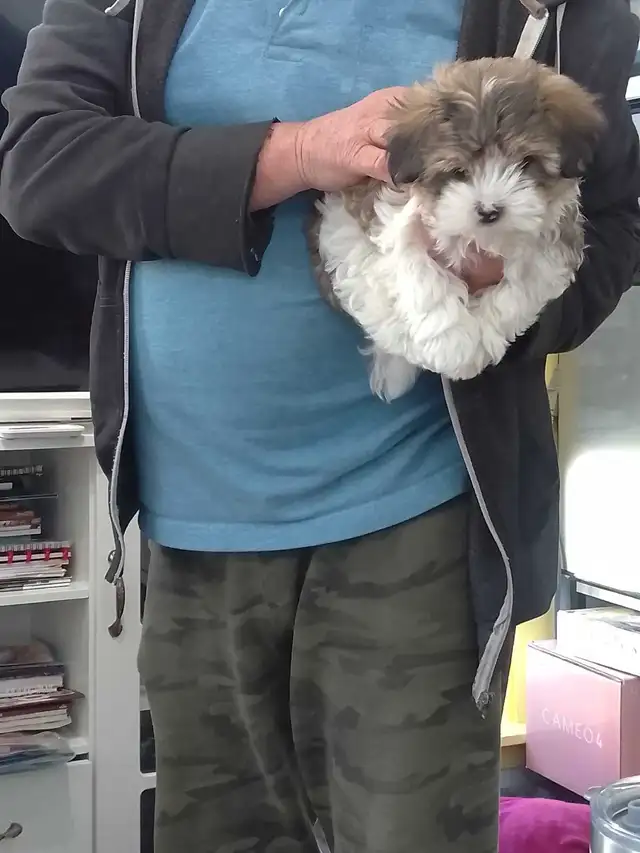 Spectacular Puppies Biewer terrier & Maltese mix - Photo 7