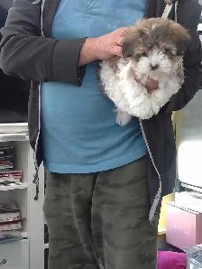 Spectacular Puppies Biewer terrier & Maltese mix - Photo 7