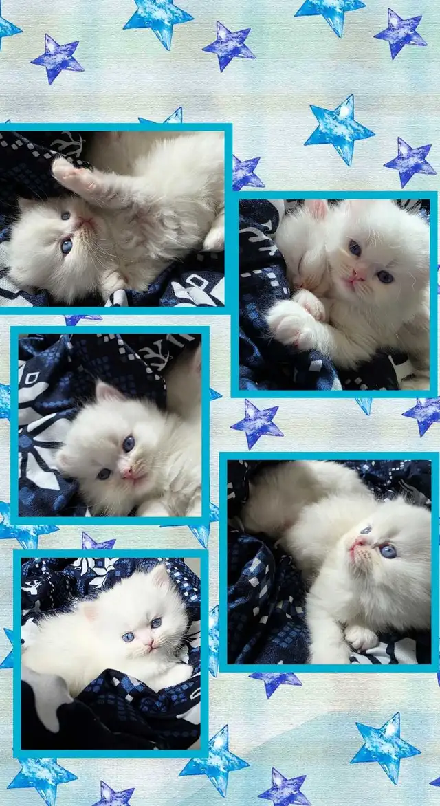 ❤️ ✨️PERSIAN KITTENS✨️ ❤️
