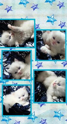❤️ ✨️PERSIAN KITTENS✨️ ❤️