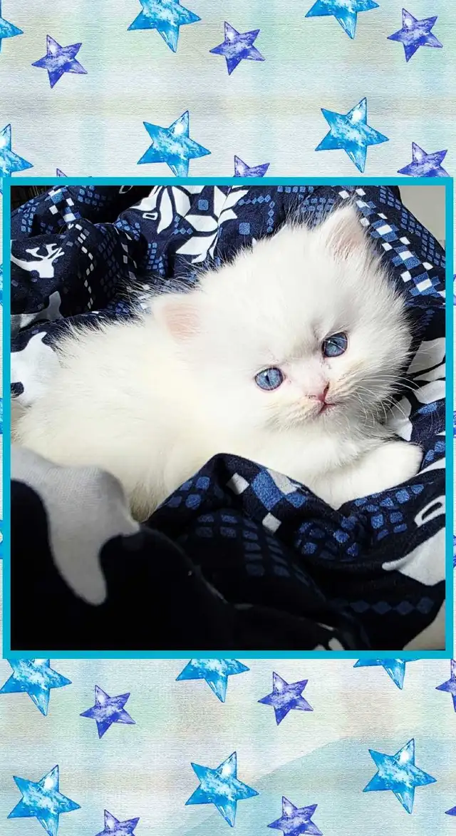 ❤️ ✨️PERSIAN KITTENS✨️ ❤️ - Photo 2